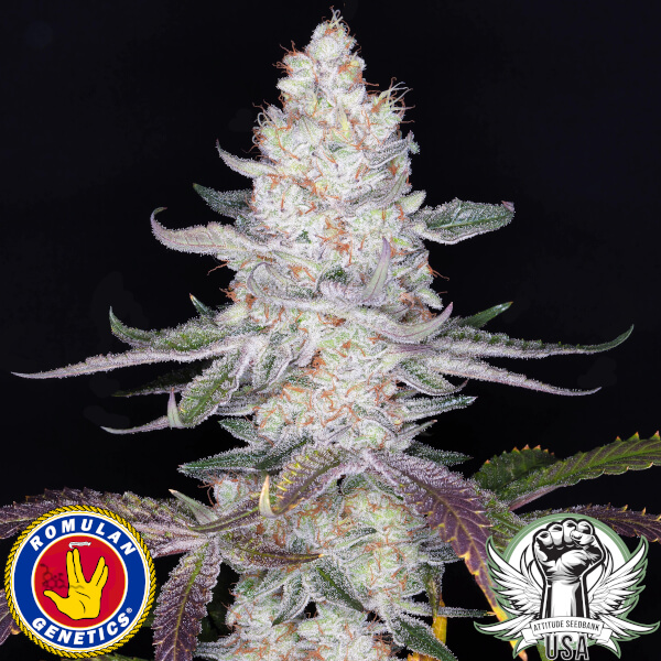 dark passenger f1 seeds romulan genetics 2_600x600.jpg