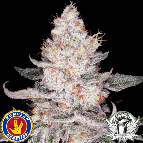 Romulan Genetics Seeds Dark Passenger F1