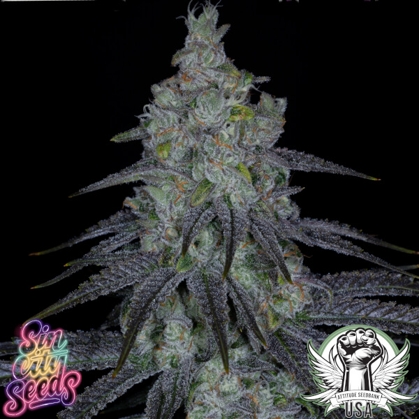 SinCity Seeds Death by Guava (Bloom Seed Co Collab)