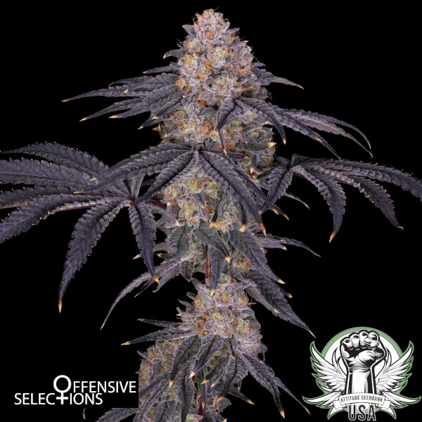 Offensive Selections Seeds Deep Blue Z