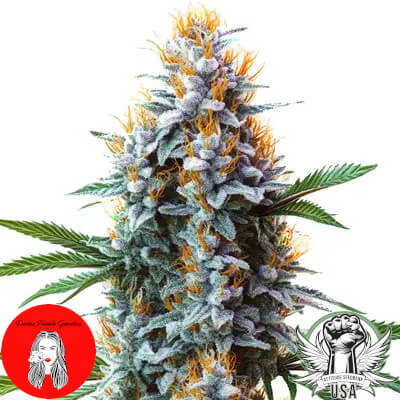 Divine Fatale Genetics Blue Cheese