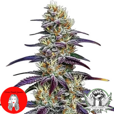 Divine Fatale Genetics Blue Dream