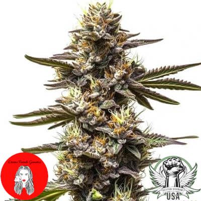 Divine Fatale Genetics Cereal Milk