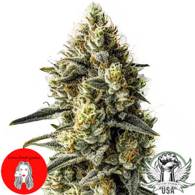 Divine Fatale Genetics Cinderella 99 S1