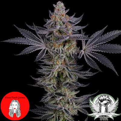 Divine Fatale Genetics Gorilla Zkittlez
