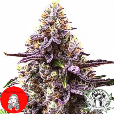 divine fatale grandaddy purple 400x400_400x400.jpg