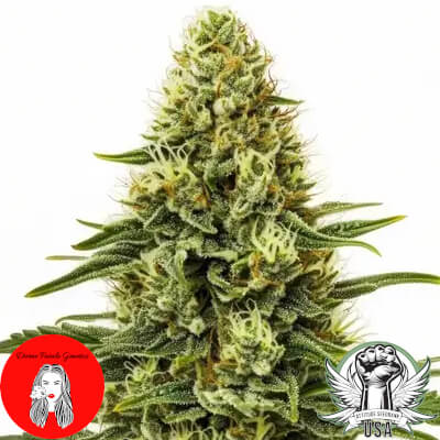 Divine Fatale Genetics Northern Lights