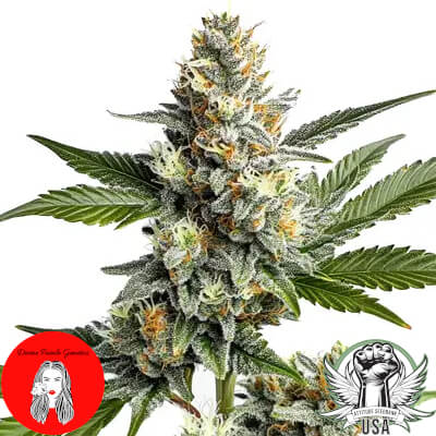 Divine Fatale Genetics OG Kush