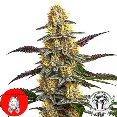 Divine Fatale Genetics Papaya Kush AUTO