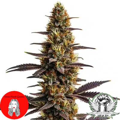 Divine Fatale Genetics Platinum Kush Papaya