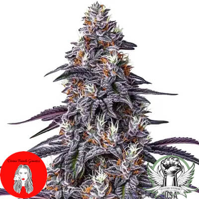 Divine Fatale Genetics Purple Haze