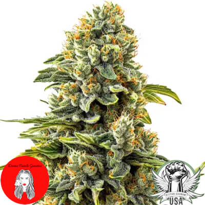 Divine Fatale Genetics Skunk #1