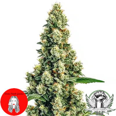 Divine Fatale Genetics Sour Diesel