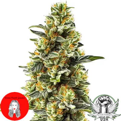Divine Fatale Genetics Strawberry Cough