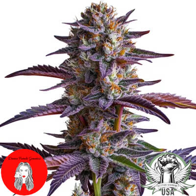 Divine Fatale Genetics The White x Runtz
