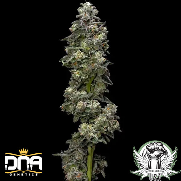DNA Genetics Seeds Bakers Delight