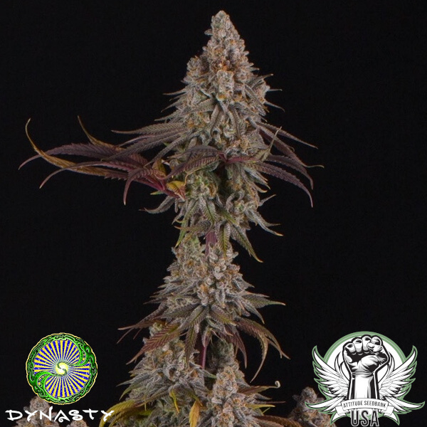 Dynasty Genetics Seeds Drunken Goat