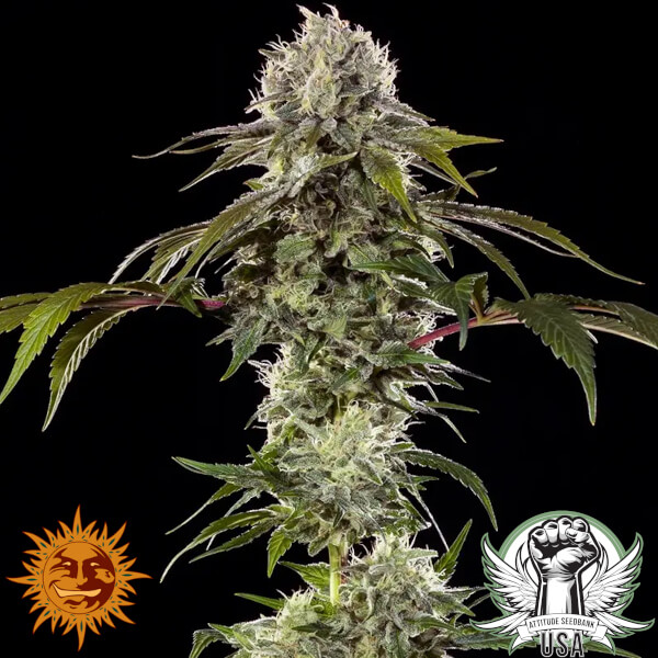 Barney's Farm Seeds Durban Poison