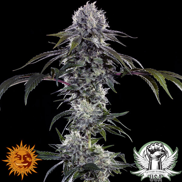 Barney's Farm Seeds Durban Z