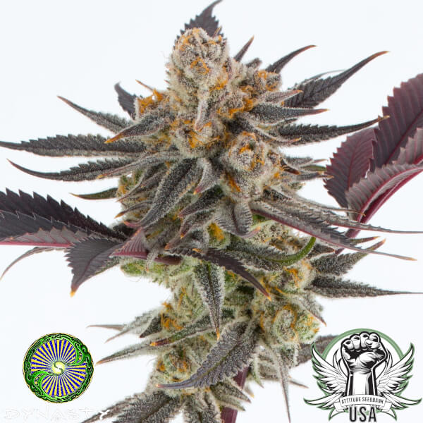 Dynasty Genetics Seeds Lavender Sour Diesel