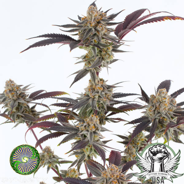 dynasty lavender sour diesel 2_600x600.jpg