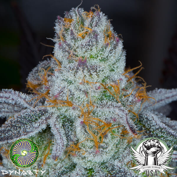 dynasty lavender sour diesel 3_600x600.jpg