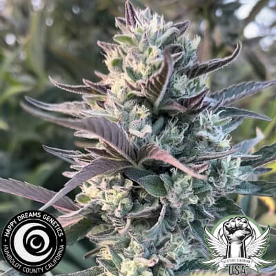 Happy Dreams Genetics Egyptian Papaya