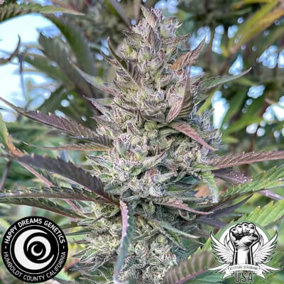 egyptian papaya 2_400x400.jpg