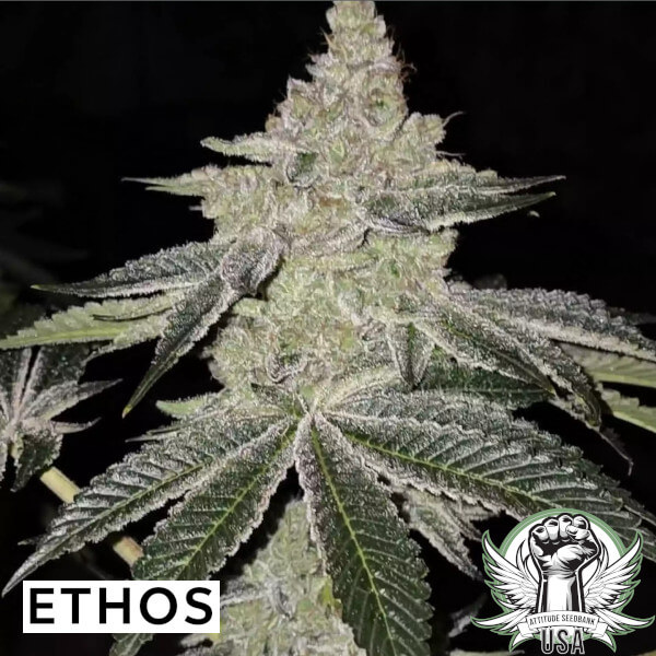 Ethos Genetics Seeds Chama! R1