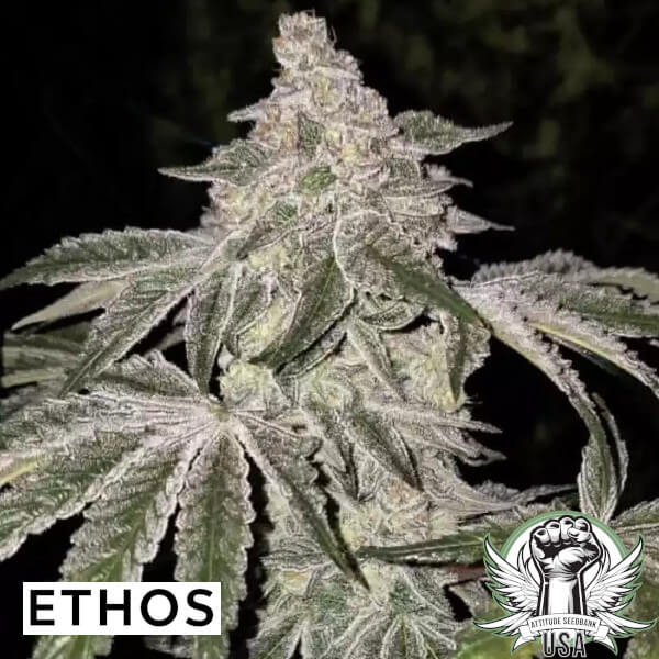 Ethos Genetics Seeds Atomic Leisure R1