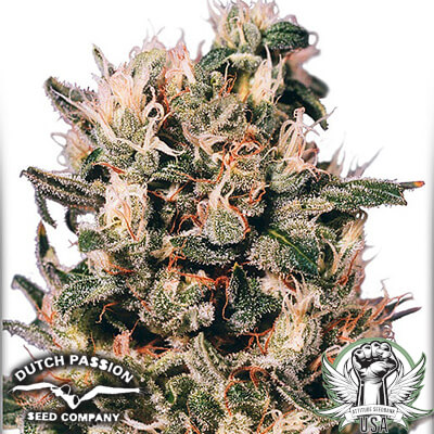 Dutch Passion Seeds Euforia