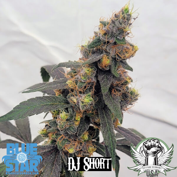 DJ Short Seeds Flo (Blue Star Seed Co Collab)