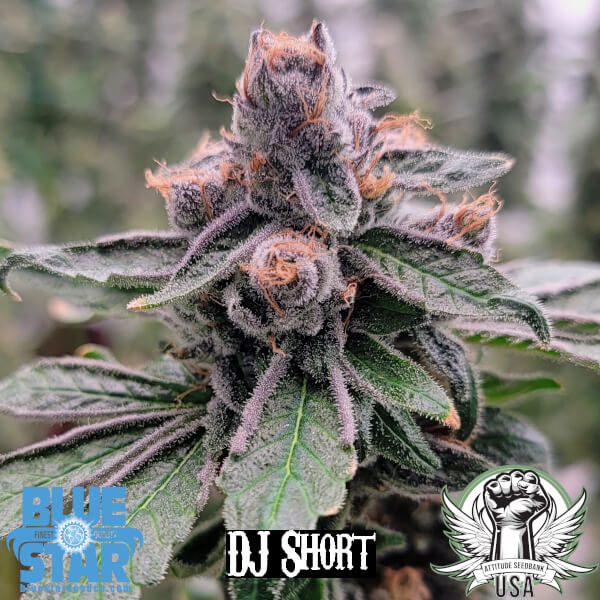 flo fem 2_600x600.jpg