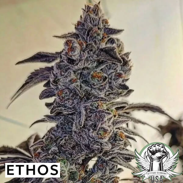 Ethos Genetics Seeds Fuego'Z R1
