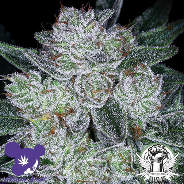 Anesia Seeds Future #1 AUTO