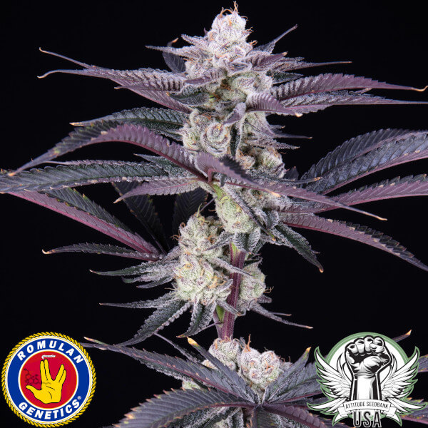 garlic fever f1 1_600x600.jpg