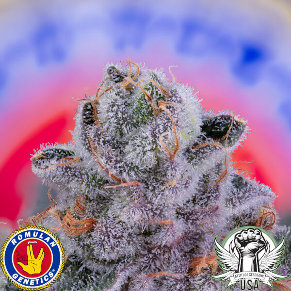 garlic fever f1 3_600x600.jpg