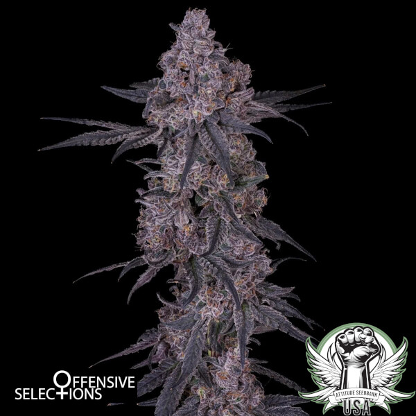 Offensive Selections Seeds Garlic Goddess