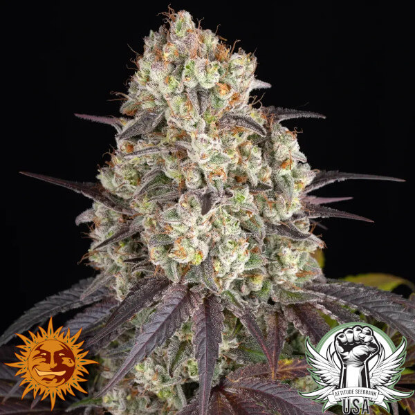 Barney's Farm Seeds Gary Payton