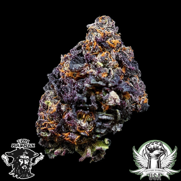 Tiki Madman Seeds Gary Satan