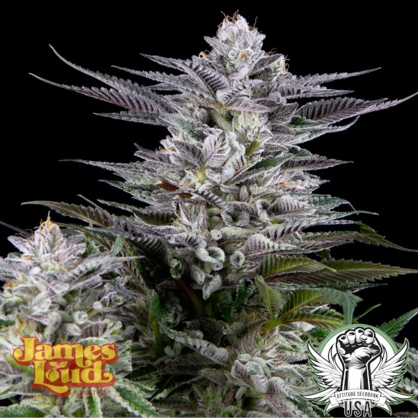 James Loud Genetics Seeds Gee Zee