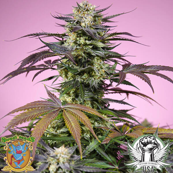 Sweet Seeds Gelonade