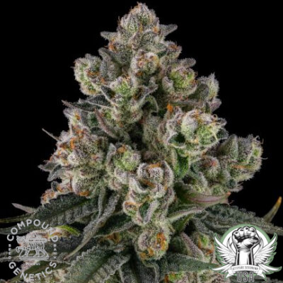 Compound Genetics Seeds Glue Lotus