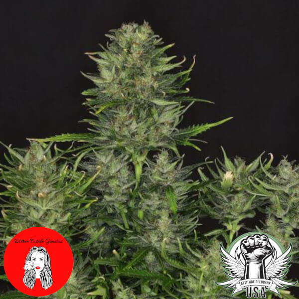Divine Fatale Genetics Godfather OG