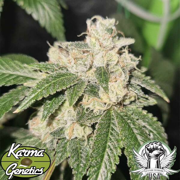 gold juice cannabis seeds karma genetics regular_600x600.jpg