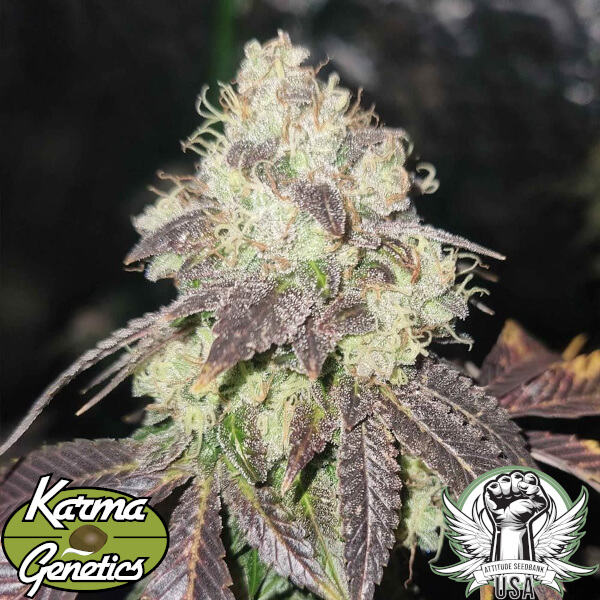 Karma Genetics Seeds Gold Juice
