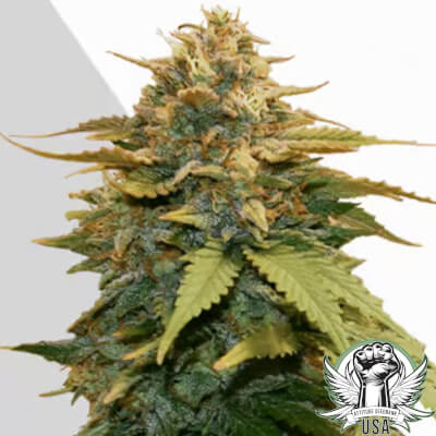 Auto Seeds Gold Leaf AUTO