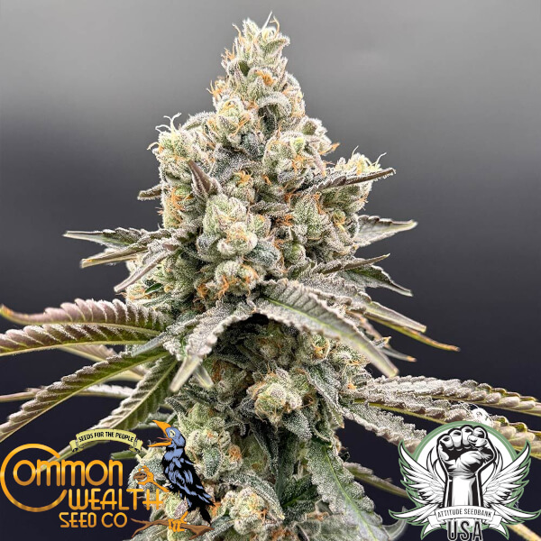 Common Wealth Seed Co Golden Guava