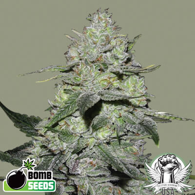 Bomb Seeds Gorilla Bomb