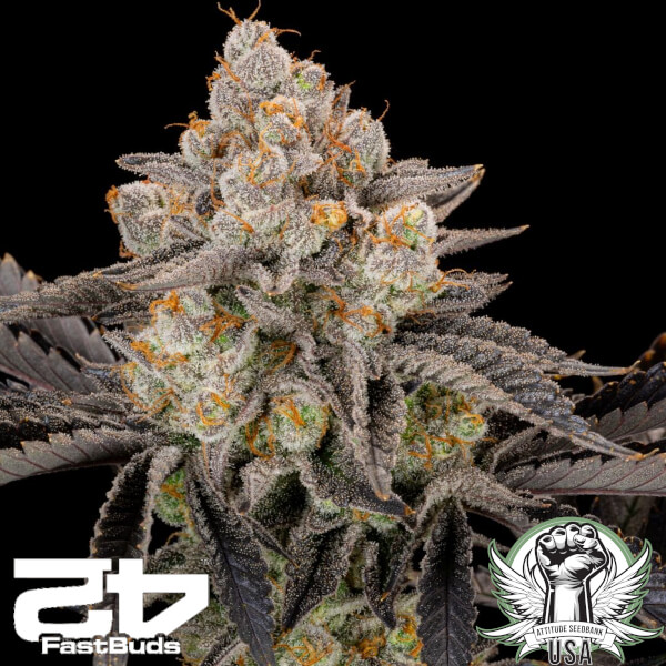 FastBuds Seeds Gorilla Cookies FAST